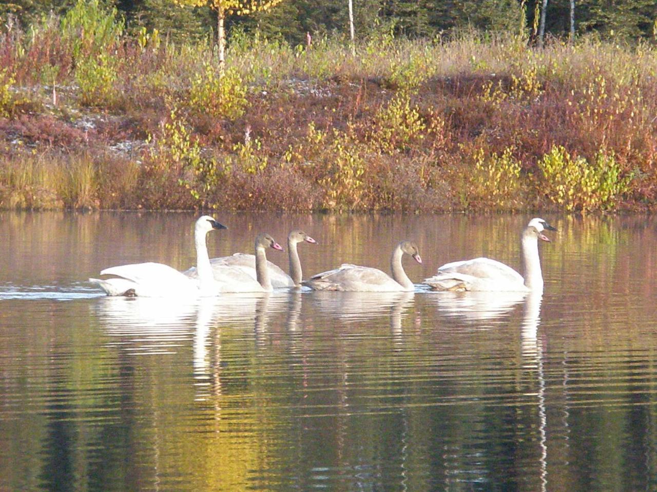 Talkeetna Lakeside Cabins Denali Ngoại thất bức ảnh